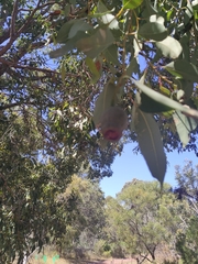 Corymbia calophylla