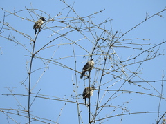 Pycnonotus aurigaster