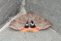 Thyas juno