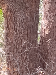 Corymbia calophylla