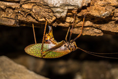 Pterophylla beltrani