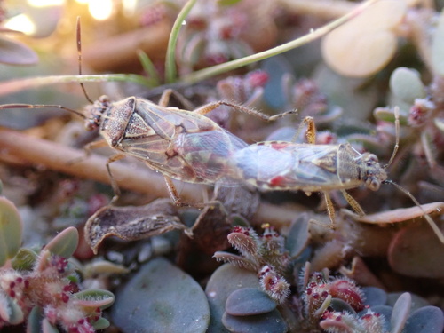 Hyaline Grass Bug photo 5