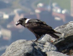 Corvus albicollis