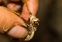 Pterophylla beltrani