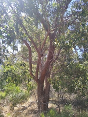 Corymbia calophylla