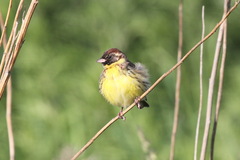 Emberiza aureola