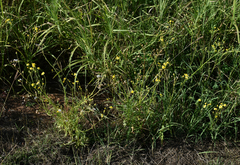 Senecio brigalowensis