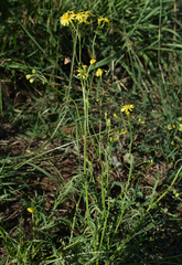 Senecio brigalowensis