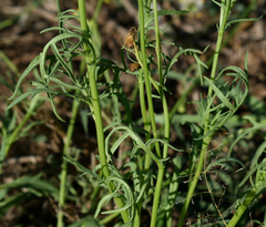 Senecio brigalowensis