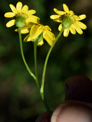 Senecio brigalowensis