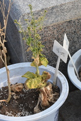 Brassica rapa pekinensis