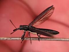 Rhinotia