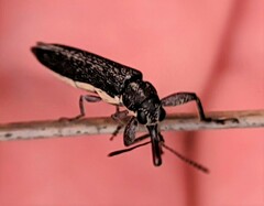 Rhinotia