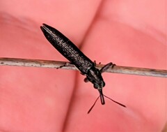 Rhinotia