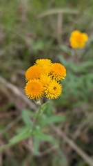 Chrysocephalum apiculatum