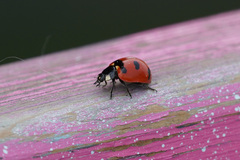 Coccinella transversoguttata