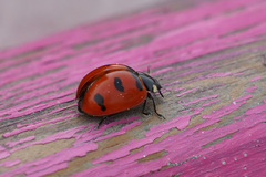Coccinella transversoguttata