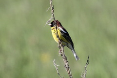 Emberiza aureola