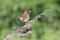 Emberiza aureola