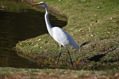 Ardea alba egretta