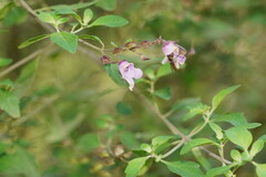 Prostanthera melissifolia