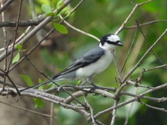 Pericrocotus divaricatus