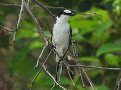 Pericrocotus divaricatus