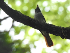 Terpsiphone atrocaudata