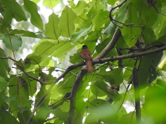 Terpsiphone atrocaudata