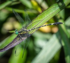 Austrogomphus amphiclitus