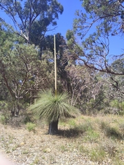 Xanthorrhoea preissii