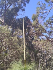 Xanthorrhoea preissii