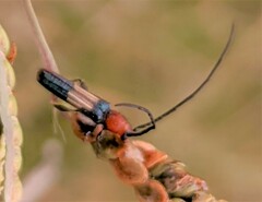 Brachytria centralis