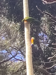 Xanthorrhoea preissii