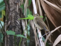 Cyornis brunneatus