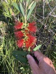 Melaleuca pachyphylla