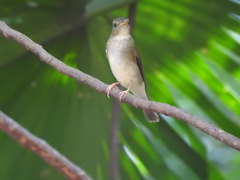 Cyornis brunneatus