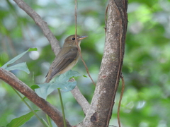 Cyornis brunneatus