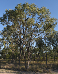 Eucalyptus populnea