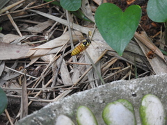 Vespa bicolor