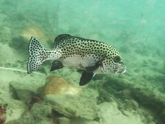 Plectorhinchus chaetodonoides