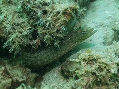 Congrogadus subducens