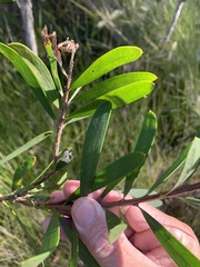 Melaleuca pachyphylla