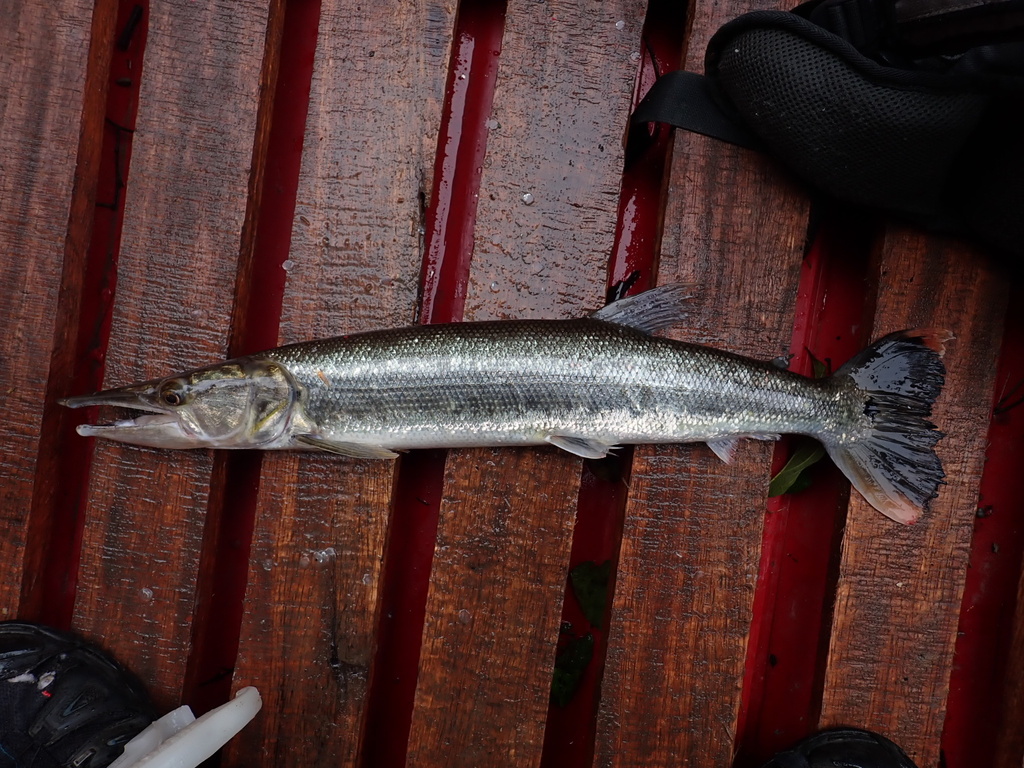 Pike Characin