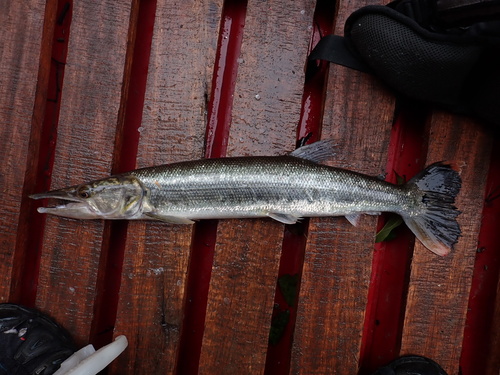Pike characin (Boulengerella cuvieri) — Ctenoluciidae — 2