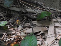 Vespa bicolor