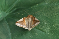 Habrosyne pyritoides