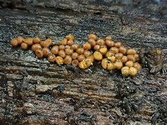 Oligonema persimile