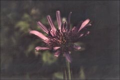 Tragopogon porrifolius