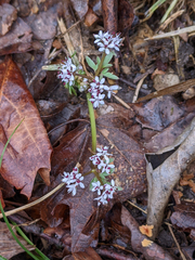 Erigenia bulbosa